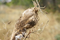 Allium atroviolaceum