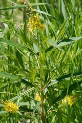 Lysimachia × commixta