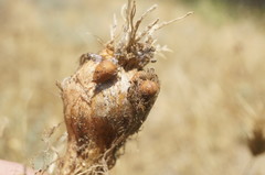 Allium atroviolaceum