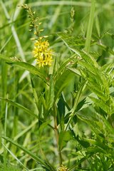 Lysimachia × commixta