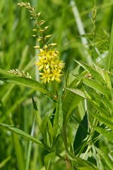 Lysimachia × commixta