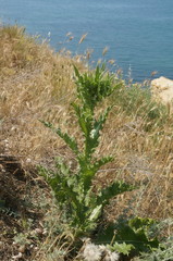 Onopordum tauricum