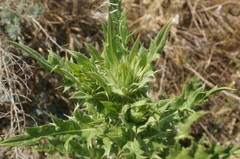 Onopordum tauricum