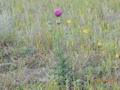 Carduus nutans leiophyllus
