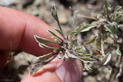 Hesperevax sparsiflora