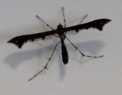 Amblyptilia pica