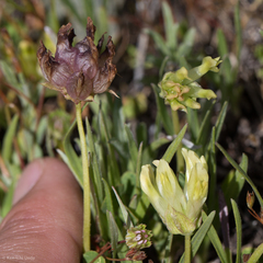 Trifolium fucatum