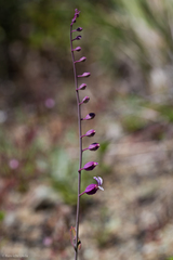 Streptanthus glandulosus pulchellus