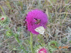 Carduus nutans leiophyllus