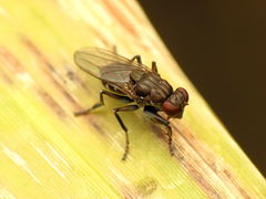 Ochthera tuberculata