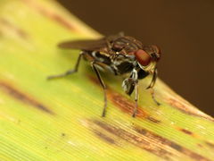 Ochthera tuberculata