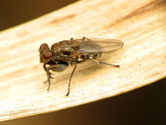 Ochthera tuberculata