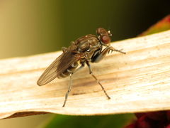 Ochthera tuberculata