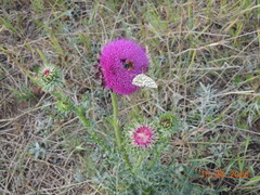 Carduus nutans leiophyllus