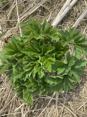 Angelica lucida