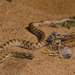 Serpiente de Diadema - Photo (c) Vipin Sharma, algunos derechos reservados (CC BY-NC)