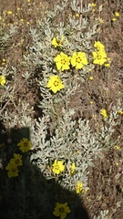 Cistus halimifolius