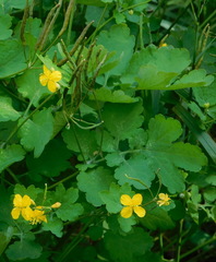 Chelidonium majus