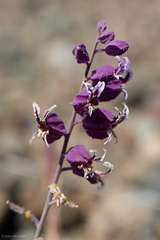 Streptanthus glandulosus pulchellus