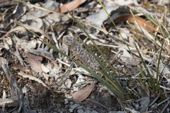 Lomandra leucocephala