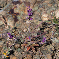 Streptanthus glandulosus pulchellus