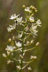 Toxicoscordion fontanum