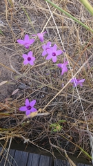 Campanula lusitanica