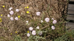 Iberis