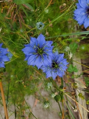 Nigella damascena