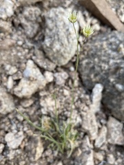 Eremogone macradenia