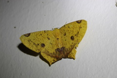 Nepheloleuca illiturata