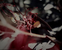 Grevillea decora decora