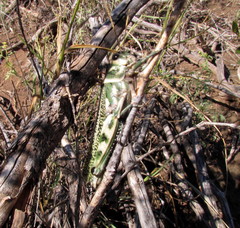 Diponthus argentinus