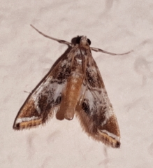 Usingeriessa onyxalis