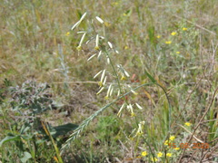 Silene chlorantha