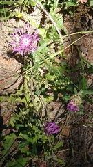Centaurea polyacantha