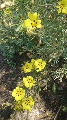 Cistus halimifolius