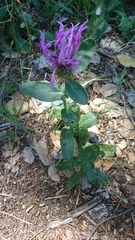 Centaurea polyacantha