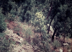 Grevillea parallela