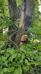 Laetiporus sulphureus