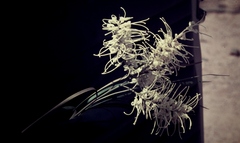 Grevillea parallela