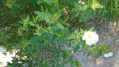Cistus psilosepalus