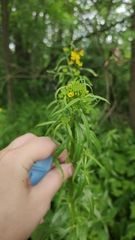 Erysimum hieraciifolium
