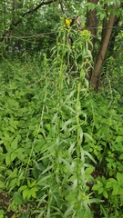 Erysimum hieraciifolium
