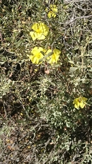 Cistus halimifolius