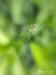 Leucauge argyrobapta