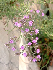 Limonium cordatum