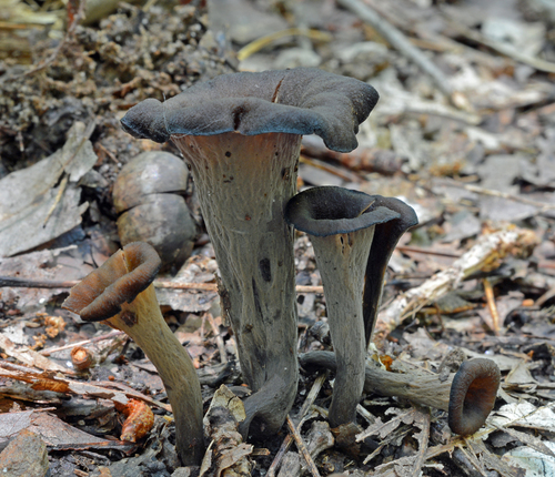 Eastern Black Trumpet