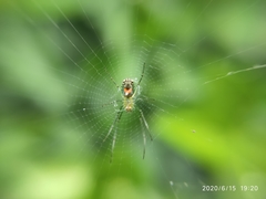 Leucauge argyrobapta