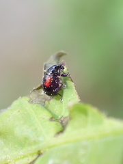 Synolabus bipustulatus
